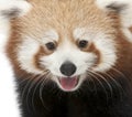 Close-up of Young Red panda or Shining cat, Ailurus fulgens, 7 months old Royalty Free Stock Photo