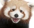 Close-up of Young Red panda or Shining cat, Ailurus fulgens, 7 months old Royalty Free Stock Photo