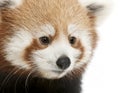 Close-up of Young Red panda or Shining cat, Ailurus fulgens, 7 months old Royalty Free Stock Photo