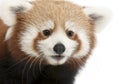 Close-up of Young Red panda or Shining cat, Ailurus fulgens, 7 months old Royalty Free Stock Photo