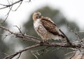 Young Red-tailed Hawk posing on a branch at close range Royalty Free Stock Photo