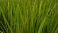 Close up of young rice field Royalty Free Stock Photo