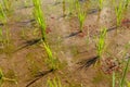 Close up of young rice seedlings planted in wet soil. Rice field flooded with water. Green rice fields on Bali island. Rice Royalty Free Stock Photo