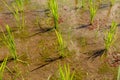 Close up of young rice seedlings planted in wet soil. Rice field flooded with water. Green rice fields on Bali island. Rice Royalty Free Stock Photo