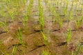 Close up of young rice seedlings planted in wet soil. Rice field flooded with water. Green rice fields on Bali island. Rice Royalty Free Stock Photo