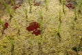 Close up of young rice seedlings planted in wet soil. Rice field flooded with water. Green rice fields on Bali island. Rice Royalty Free Stock Photo