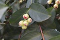 Close up of young ripe green and red roseapple rose apple hang on tree at the garden