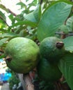 Close up of young and almost ripe guavas still on the tree.