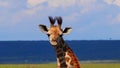 Close up of a young rothchild`s giraffe Royalty Free Stock Photo