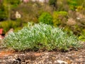 Close-up of young Sagebrush - Artemisia sp. div.- plant growing on top of a stone wall Royalty Free Stock Photo