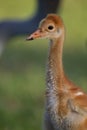 Close up of young sandhill crane