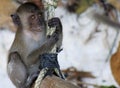 Close up of young sandy crab eating long tailed Macaque Macaca fascicularis swing on a rope on beach Royalty Free Stock Photo