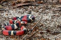 Juvenile Scarlet Kingsnake Royalty Free Stock Photo