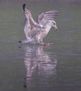 Close up of young seagull landing on icy lake Royalty Free Stock Photo