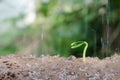 Close up Young seed germination and plant growing with rain water drop Royalty Free Stock Photo