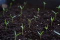 Close up Young seed germination and plant growing with rain water drop over green and morning sunlight environment Royalty Free Stock Photo