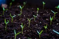 Close up Young seed germination and plant growing with rain water drop over green and morning sunlight environment Royalty Free Stock Photo