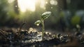 Close up Young seed germination and plant growing with rain water drop over green and morning sunlight environment. ai Royalty Free Stock Photo