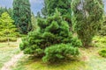 Close up of a young shrubby Weymouth Pine, Pinus strobus, Royalty Free Stock Photo