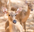 Close up young siamese eld deer , Thamin, brow antlered deer Cervus eldi Siamensis