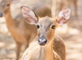 Close up young siamese eld deer , Thamin, brow antlered deer Cervus eldi Siamensis