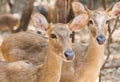 Close up young siamese eld deer , Thamin, brow antlered deer Cervus eldi Siamensis