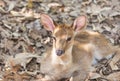 Close up young siamese eld deer , Thamin, brow antlered deer Cervus eldi Siamensis