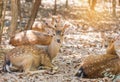 Close up young sika deers or spotted deers or Japanese deers Cervus nippon