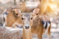 Close up young sika deers or spotted deers or Japanese deers Cervus nippon Royalty Free Stock Photo