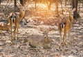 Close up young sika deers or spotted deers or Japanese deers Cervus nippon Royalty Free Stock Photo