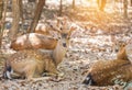 Close up young sika deers or spotted deers or Japanese deers Cervus nippon Royalty Free Stock Photo