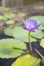 Closeup of young single water lily with dragonfly in pond Royalty Free Stock Photo