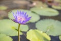 Closeup of young single water lily with dragonfly in pond Royalty Free Stock Photo