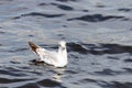 Close-up of a young sleepy seagull Larus marinus Royalty Free Stock Photo