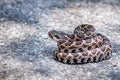 Close up of young Southern Pacific Rattlesnake (Crotalus helleri) coiled in the middle of a paved road, Angles National Forest,
