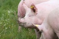 Head shot close up of sow pigs Royalty Free Stock Photo