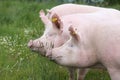 Close up of young sows on summer pasture Royalty Free Stock Photo