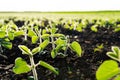 Close up of young soy plants. Young green soybean grows on a field in black soil. Green soya field in early stage Royalty Free Stock Photo