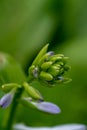 Close up of young spring hosta plant with flower buds. Green fooliage background Royalty Free Stock Photo