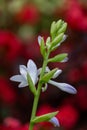 Close up of young spring hosta plant with flower buds. Green fooliage background Royalty Free Stock Photo