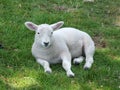 Close up of a young spring lamb sitting in a field Royalty Free Stock Photo