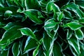 Close up of young spring leaves of hosta plant with flower buds. Green fooliage background Royalty Free Stock Photo