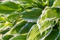 Close up of young spring leaves of hosta plant with flower buds. Green fooliage background Royalty Free Stock Photo