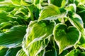 Close up of young spring leaves of hosta plant with flower buds. Green fooliage background Royalty Free Stock Photo