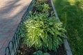 Close up of young spring leaves of hosta plant with flower buds. Green fooliage background Royalty Free Stock Photo