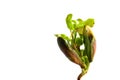 Close-up of a young sprout isolated on a white background with space for text. The concept of ecology and environmental Royalty Free Stock Photo