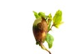 Close-up of a young sprout isolated on a white background with space for text. The concept of ecology and environmental Royalty Free Stock Photo