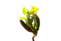 Close-up of a young sprout isolated on a white background with space for text. The concept of ecology and environmental Royalty Free Stock Photo