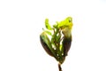 Close-up of a young sprout isolated on a white background with space for text. The concept of ecology and environmental Royalty Free Stock Photo