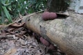 Side View Of A Dead Jack Fruit Trunk Surface With Pinkish Brown King Alfred's Cake Mushrooms (Daldinia Concentrica
